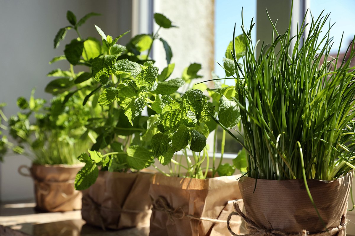 مشروع زراعة الأعشاب الطبية والعطرية: ريحان في البيت… وربح في الجيب