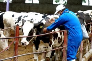 فشل اللقاحات البيطرية وردود الفعل السلبية: ماذا يجب أن يعرف المربي والطبيب البيطري؟