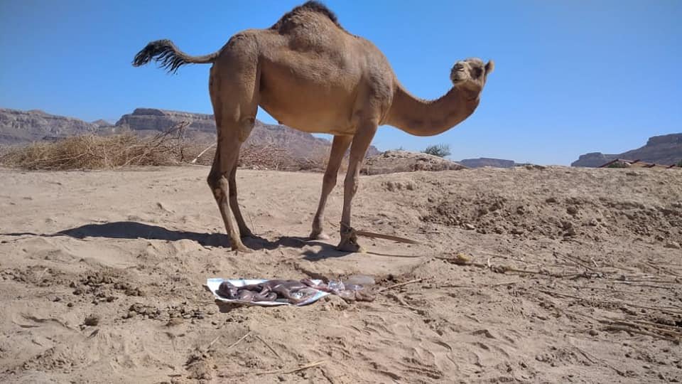الإجهاض في الإبل واللاما والألباكا (الجمليات)