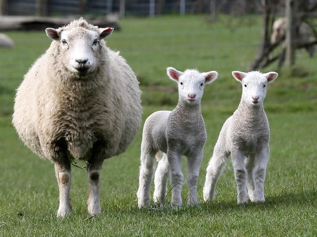 الإجهاض في النعاج: الأسباب غير المعدية والمعدية والتشخيص والوقاية