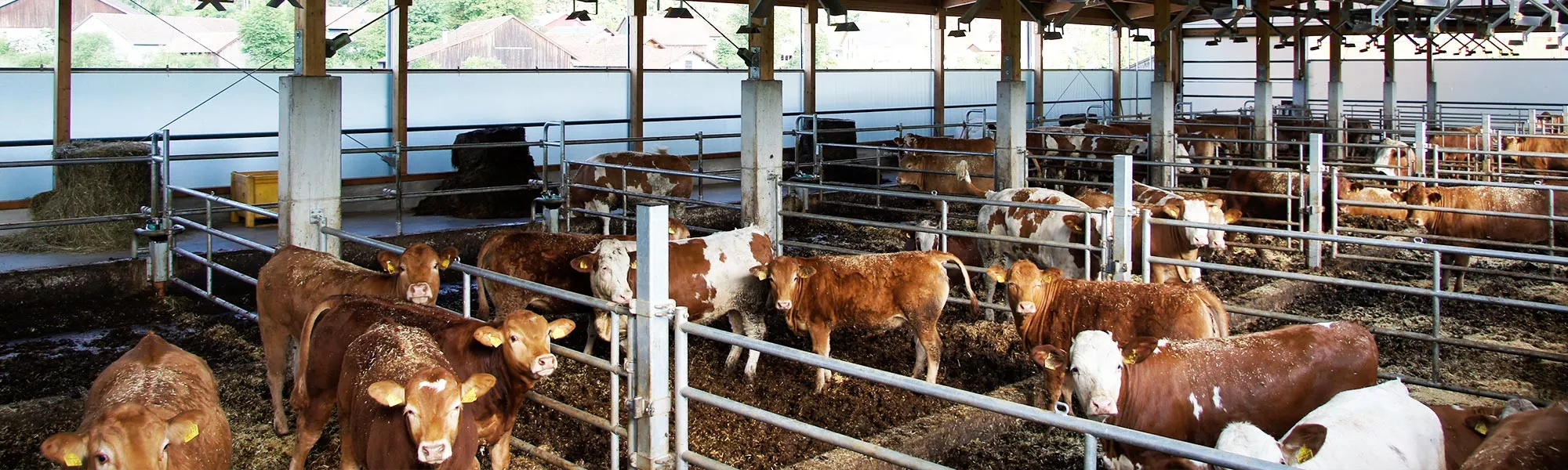 مشروع إنشاء حظيرة لتسمين العجول: من الفكرة إلى الإنتاج + كتاب PDF مرفق