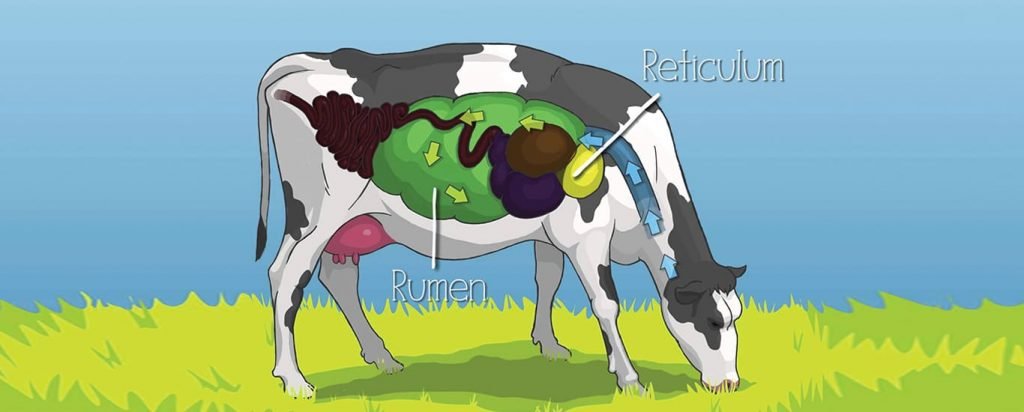 انتفاخ الكرش في المجترات: الأسباب، الأعراض، العلاج والوقاية