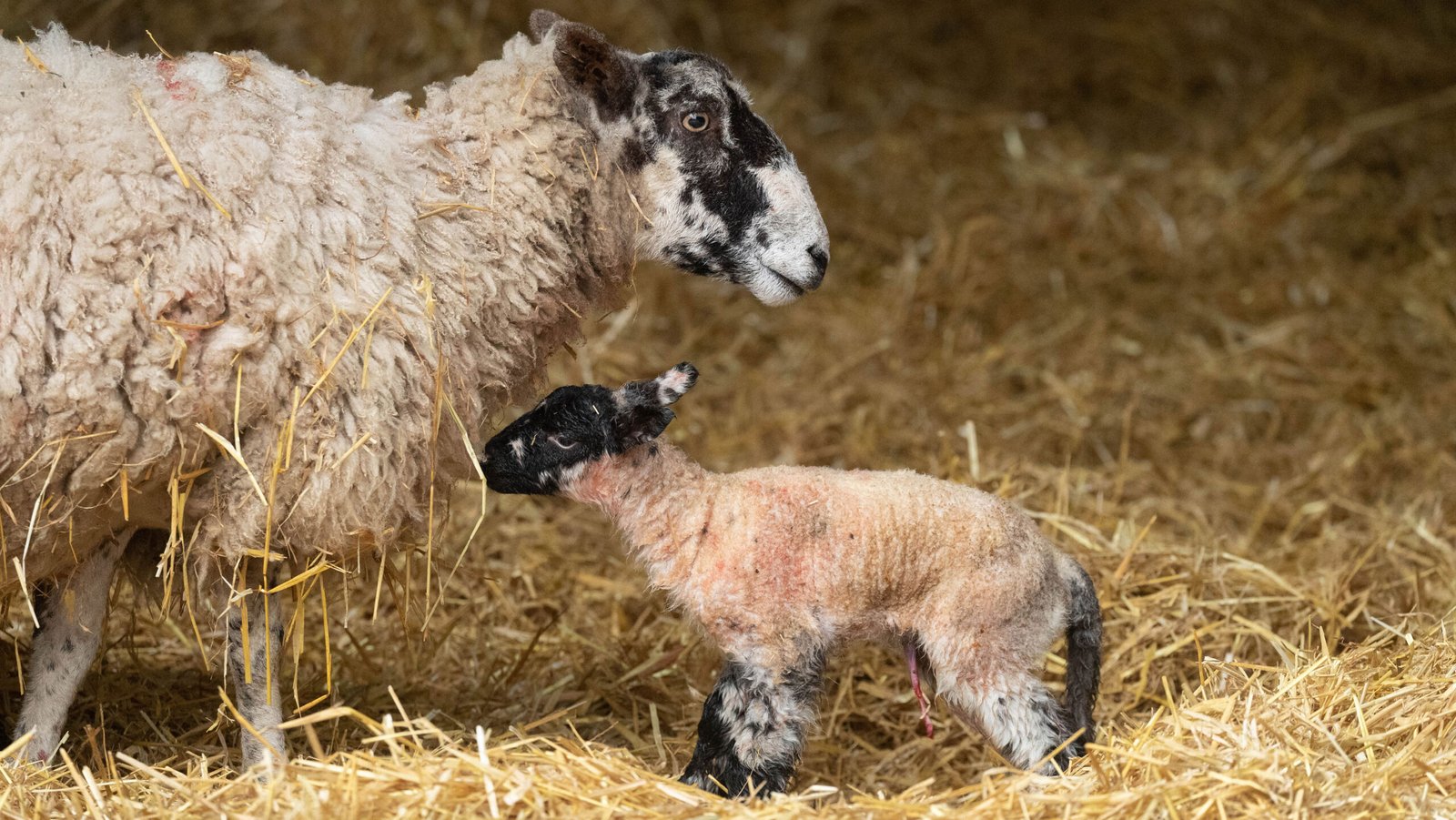 مشروع تربية الخرفان: من الولادة حتى البلوغ + دليل عملي لزيادة الأرباح (مرفق كتاب PDF)