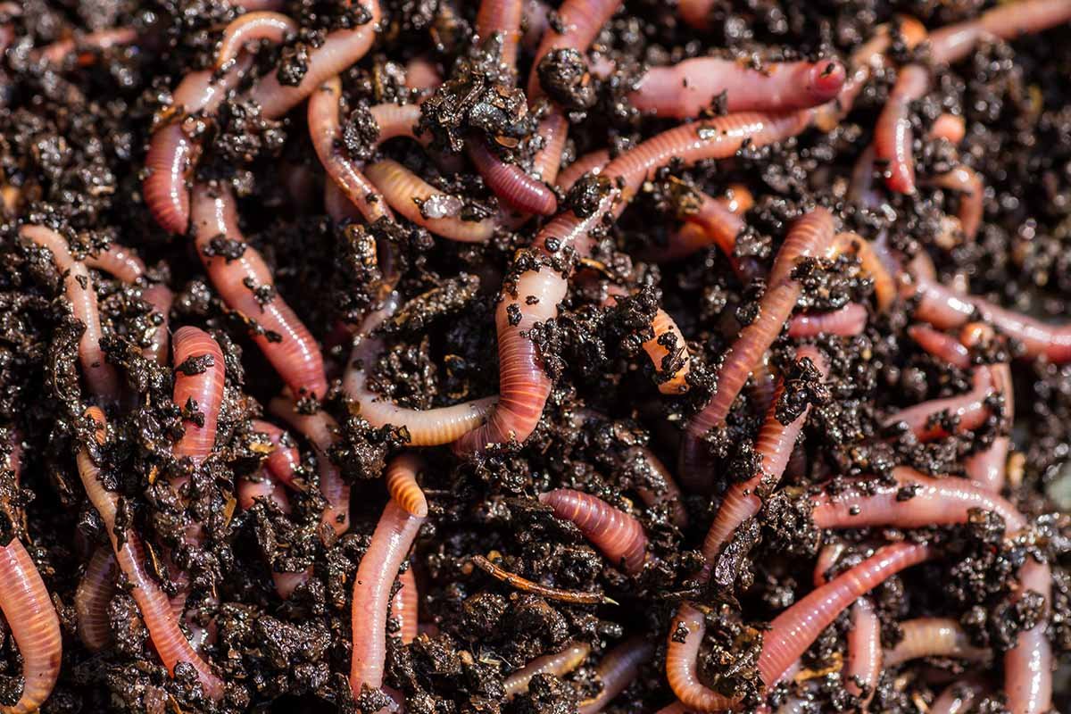مشروع تربية الديدان لإنتاج السماد العضوي (Vermicompost)
