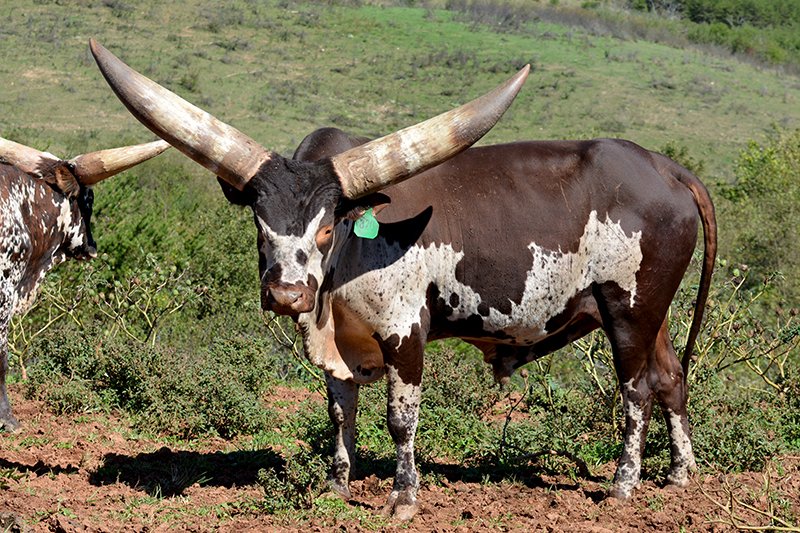 أغرب 5 سلالات أبقار حول العالم: مظهر غير مألوف وإنتاج فريد