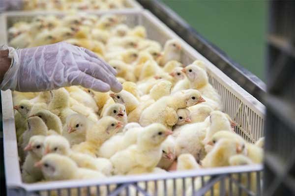 مشروع تفريخ الدواجن: تصميم وإنشاء المفاقس بالتفصيل من الألف إلى الياء