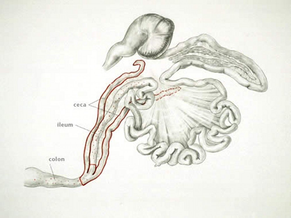 داء الكوكسيديا في الدواجن: دليل شامل للمربّين والأطباء البيطريين