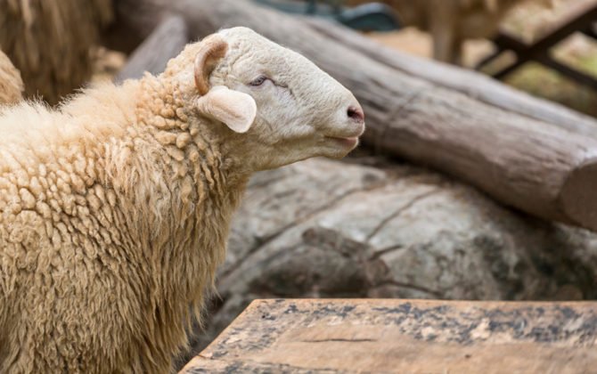 مرض ذبابة الأنف في الأغنام والماعز (Oestrus ovis)