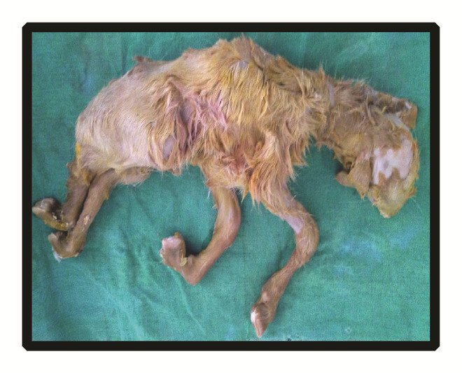 الإجهاض في الماعز: الأسباب غير المعدية والمعدية وطرق التشخيص والسيطرة