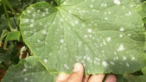 مرض البياض الدقيقي: كيفية اكتشافه مبكرًا وعلاجه في نباتات القرع والخيار