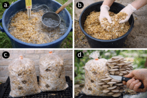 زراعة فطر المحار على مخلفات زراعية رخيصة