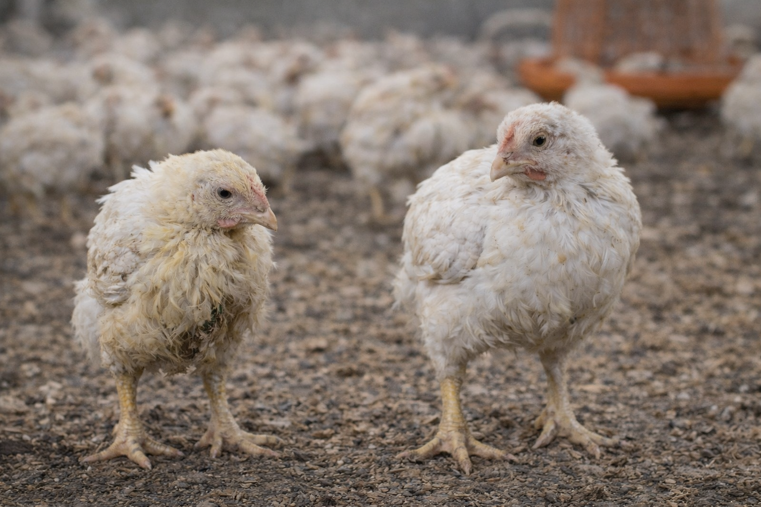مرض الشبكية البطانية في الدواجن