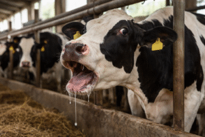 ضيق التنفس المفاجئ في الأبقار