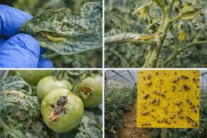 توتا أبسولوتا في الطماطم