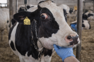 ابيضاض الدم البقري المتوطن