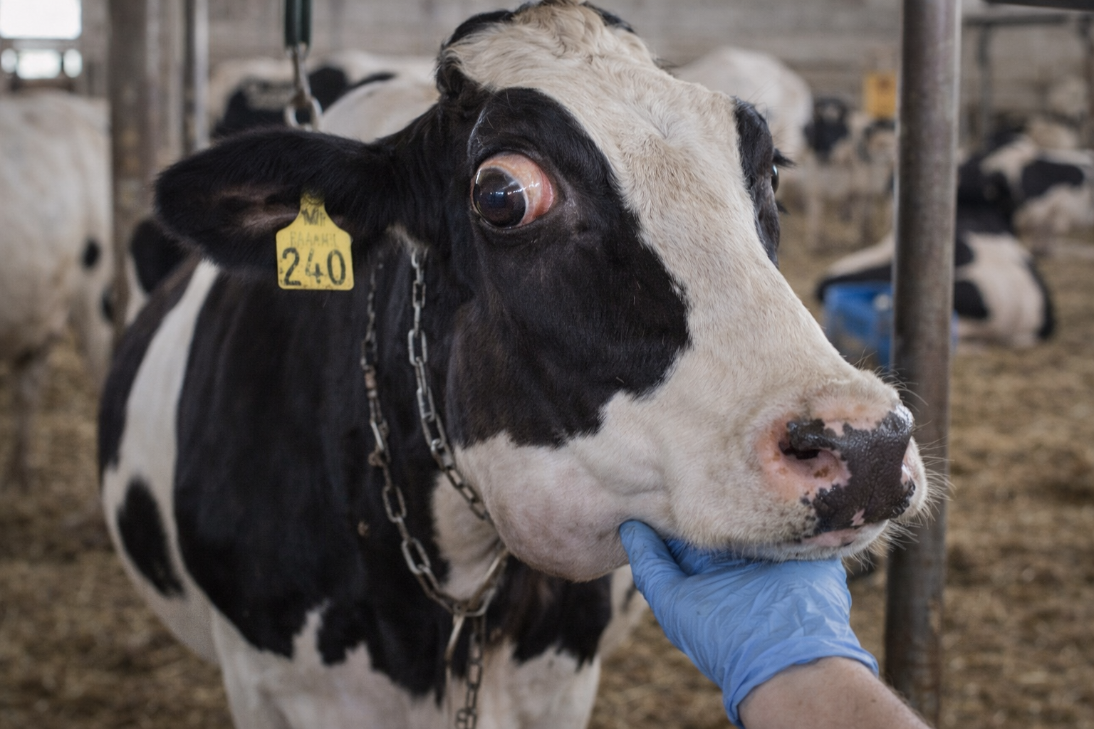 ابيضاض الدم البقري المتوطن