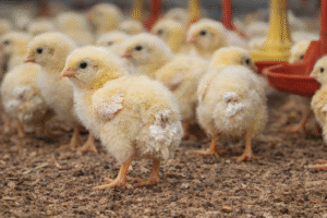 الإسهال الأبيض في الدواجن