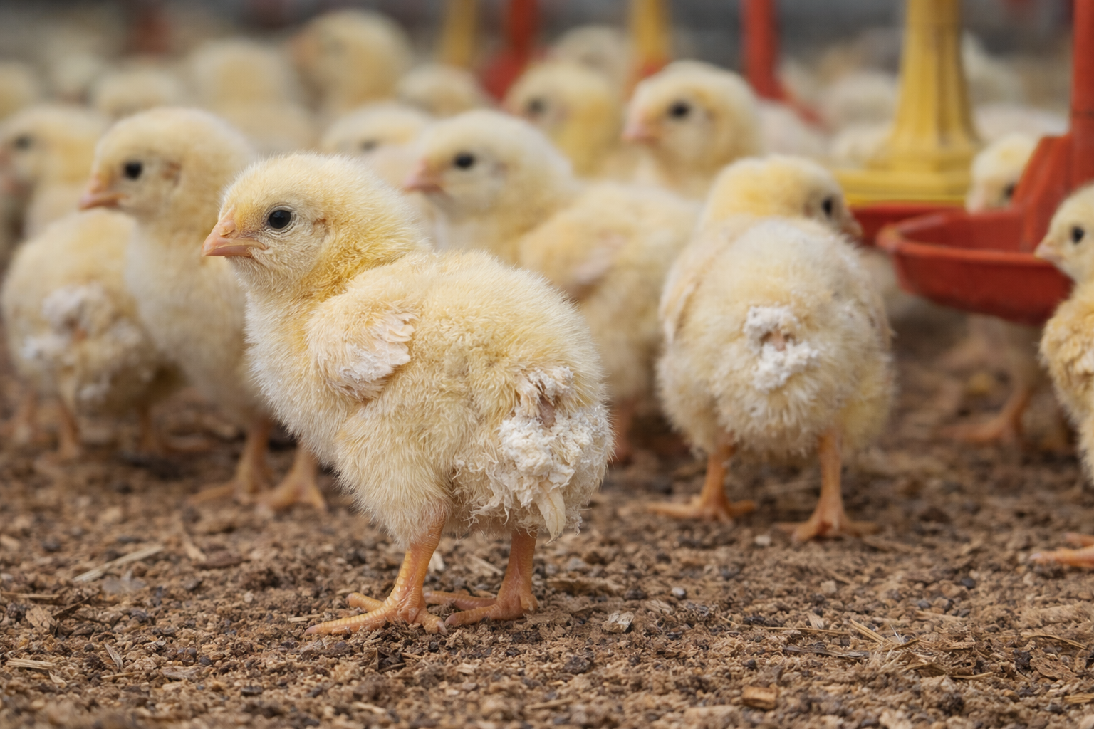 الإسهال الأبيض في الدواجن