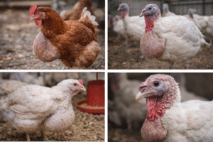 تدلّي الحوصلة في الدواجن