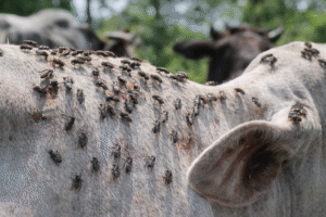 ذبابة الجاموس في الأبقار