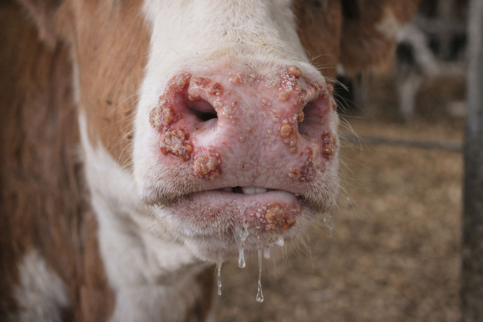 التهاب الفم الحطاطي البقري