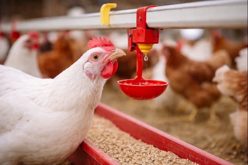 ترسّب اليورات (النقرس) في الدواجن