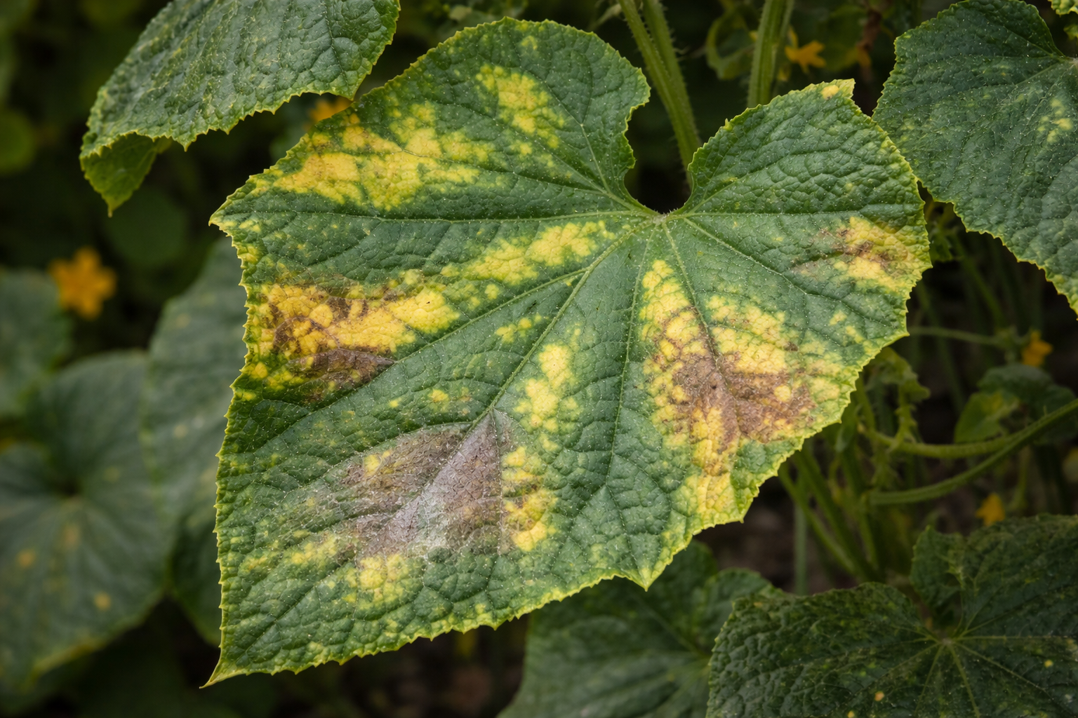 البياض الزغبي في الخيار