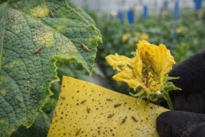 التربس في البيوت المحمية