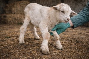 التهاب مشاشات العظام في الماعز