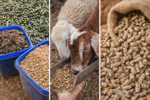 استخدام مخلفات الزيتون في صناعة الأعلاف