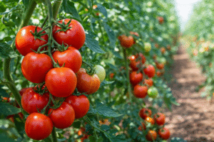 تحسين جودة الثمار قبل الحصاد