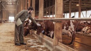 الحمى غير معروفة السبب في المجترات